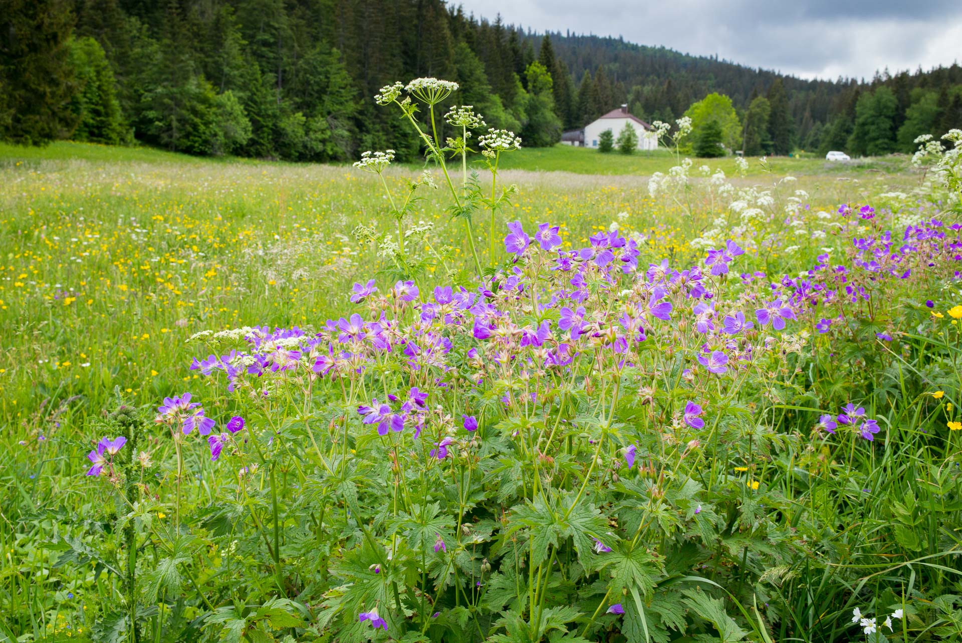 Trail du Lynx Jurassien - Photo 4
