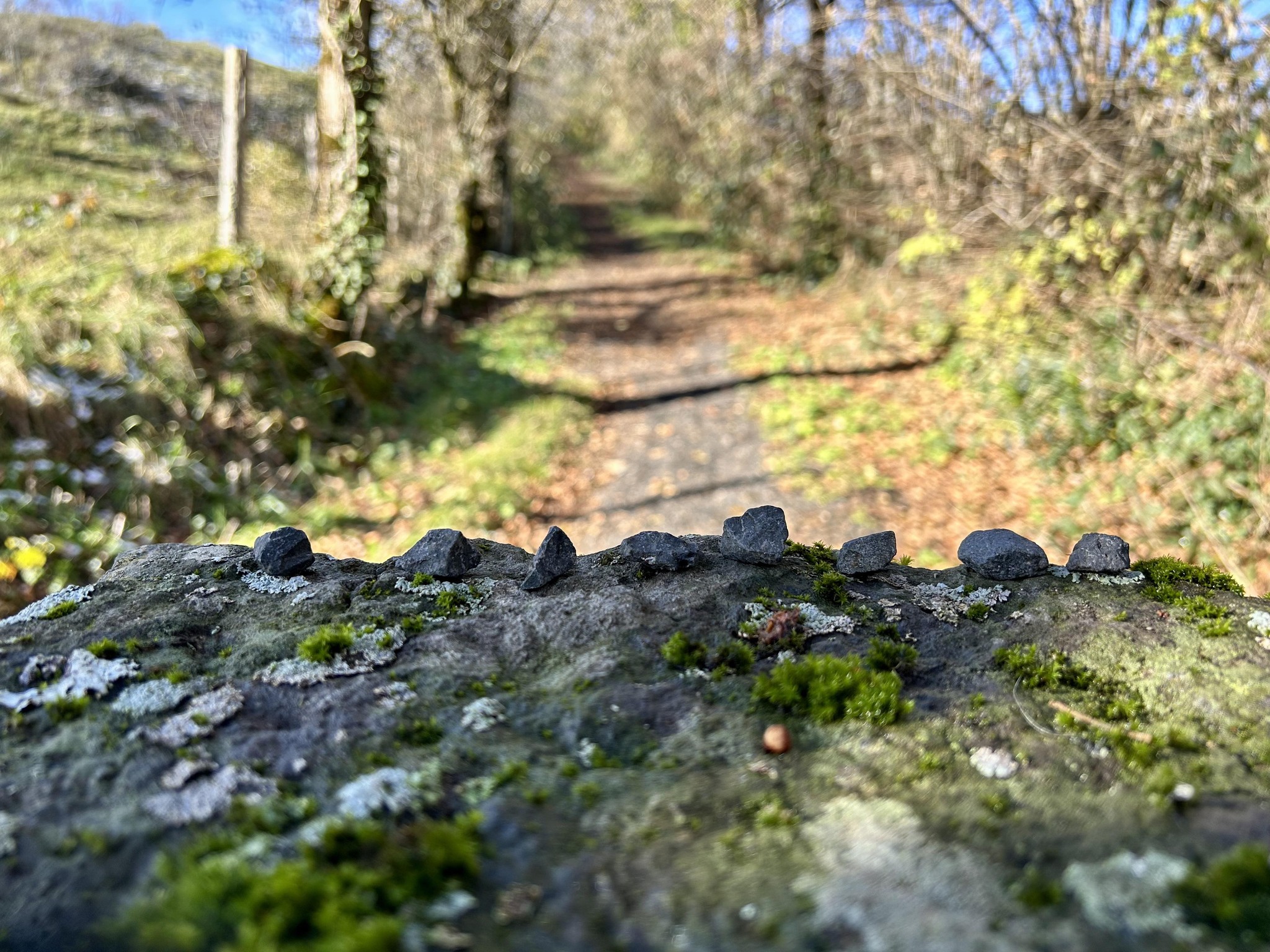 Baquelliarde Ultra Cantal