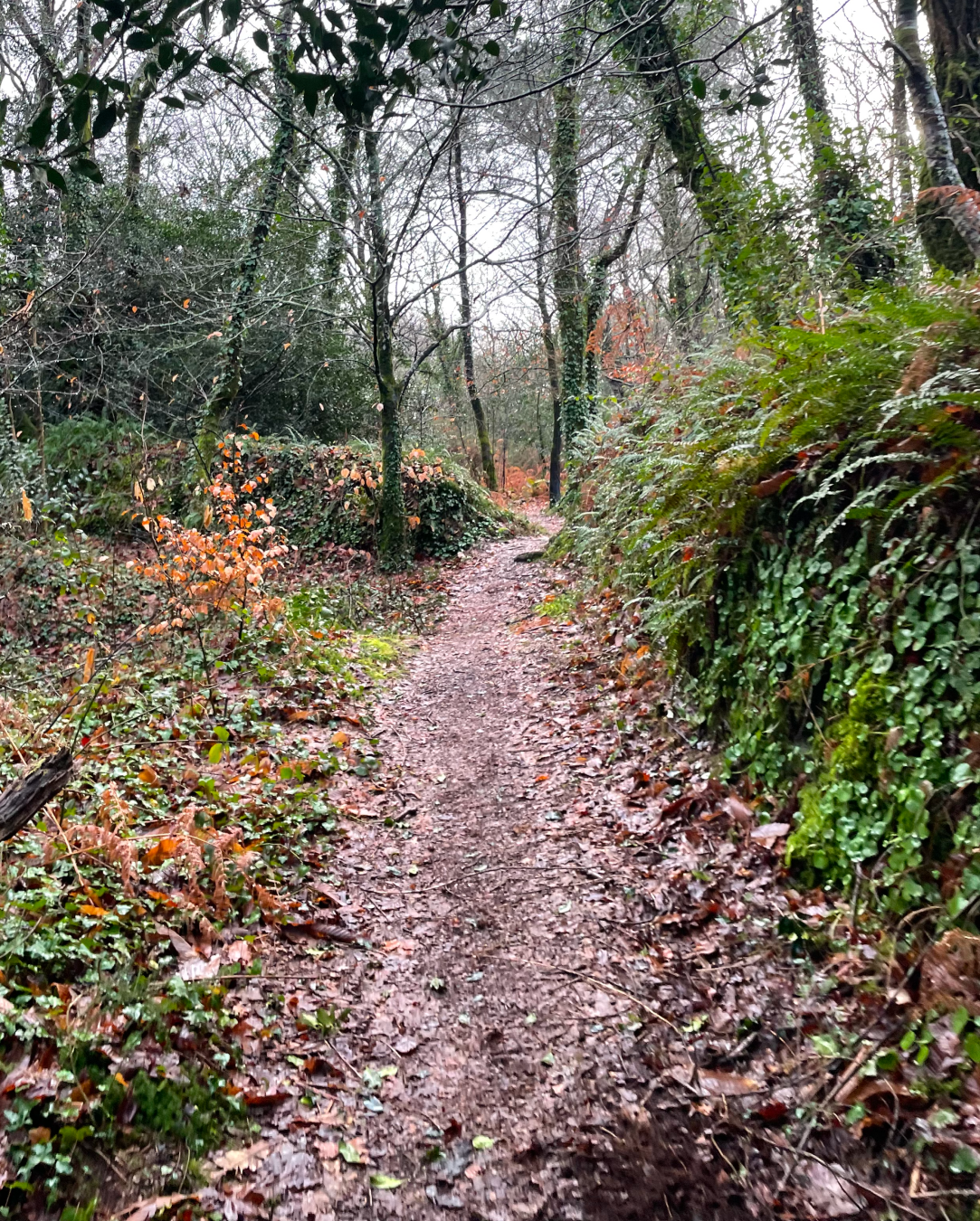 Backyard de Locastel